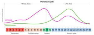 estrogen and progesterone