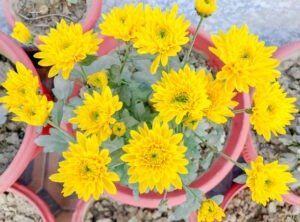 Chrysanthemum 5 फूल जिन्हें आप साल भर उगा सकते हैं