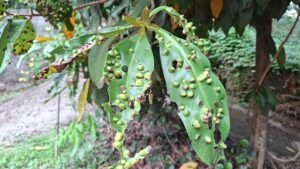 Gardening tips in Hindi पौधों को बीमारियों से कैसे बचाएं?