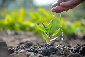 Gardening tips in Hindi