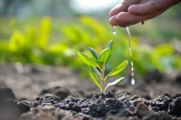 Gardening tips in Hindi
