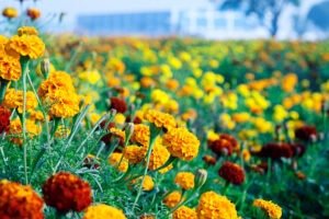 Marigold