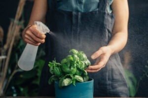 Gardening tips in Hindi  पौधों को बीमारियों से कैसे बचाएं?