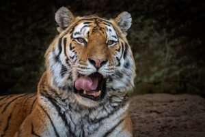 अंतर्राष्ट्रीय बाघ दिवस