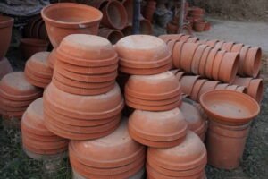  बागवानी से जुड़ी 10 आम गलतियाँ