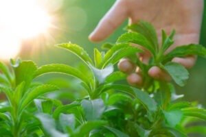 स्टेविया (Stevia)