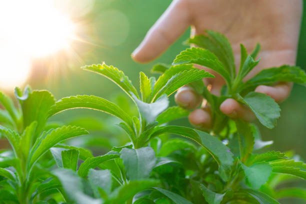 स्टेविया (Stevia)