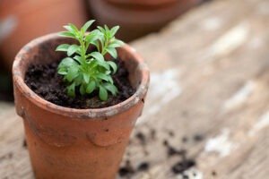 स्टेविया (Stevia)