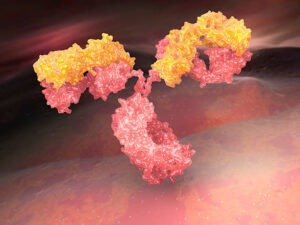 Broadly Neutralizing Antibody