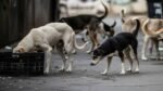 Stray Dogs Supreme Court Order