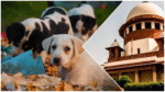 SC on Stray Dogs Delhi