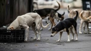 SC on Stray Dogs Delhi
