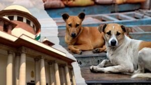 Stray Dogs Supreme Court Order