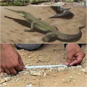 भारत में पहली बार मिला 20 करोड़ साल पुराना Phytosaur जीवाश्म