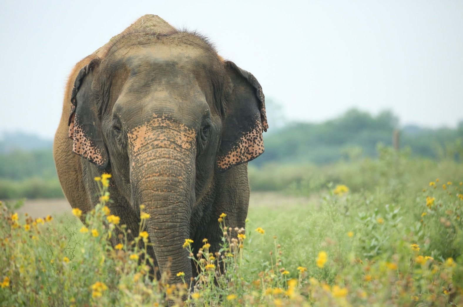madhuri elephant story