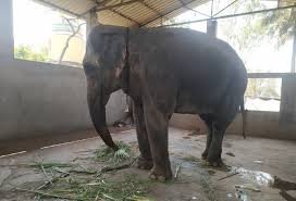 madhuri elephant story