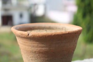 plastic vs clay pots for plants