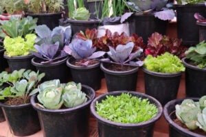 plastic vs clay pots for plants