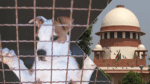 Stray Dog Supreme Court Order