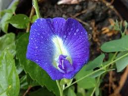 Best Herbs for Hair Growth 