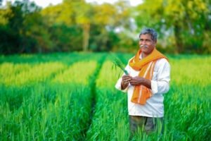 Rabi Crops MSP Hike 2025