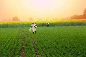 Rabi Crops MSP Hike 2025
