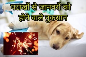 Diwali Crackers And Animals