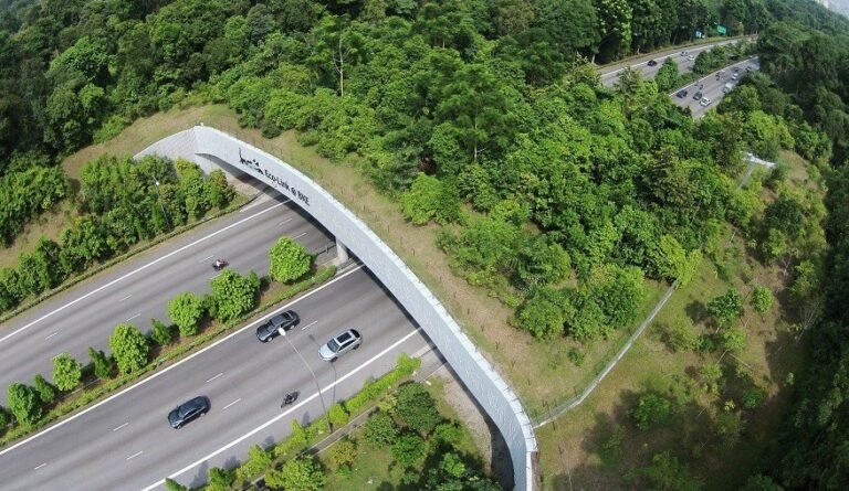 Kaziranga Elevated Corridor