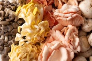 Wild Mushrooms and Fruits