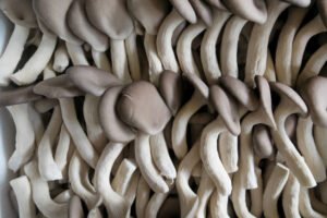 Wild Mushrooms and Fruits