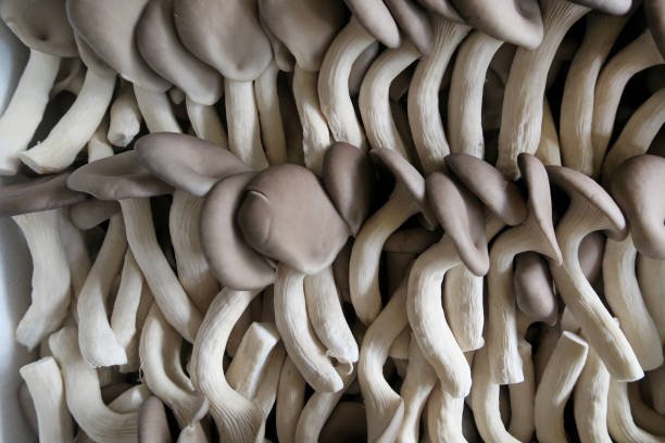 Wild Mushrooms and Fruits