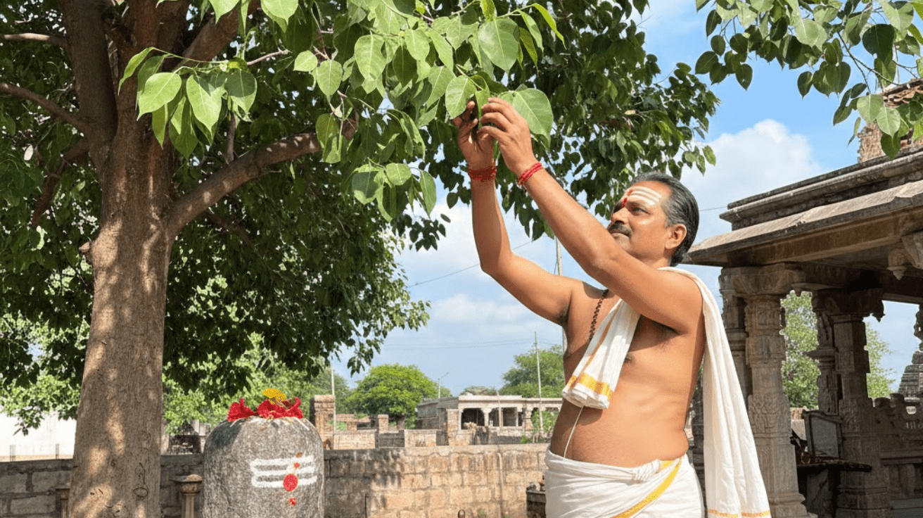 Belpatra Kab Todna Chahie